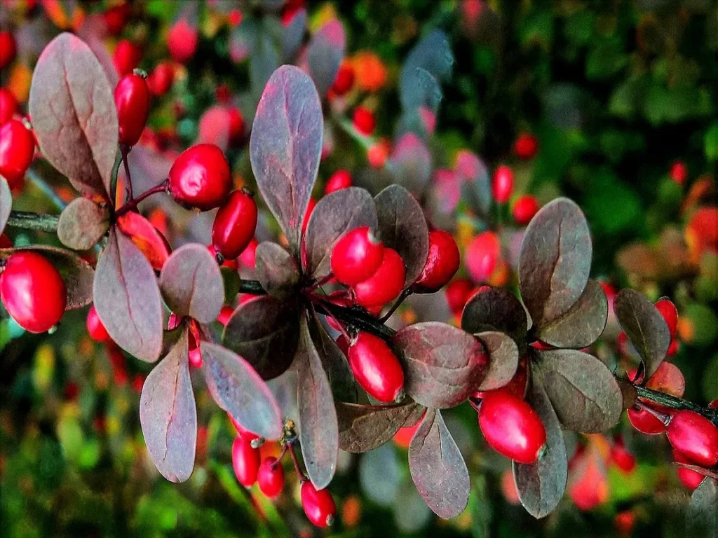 Berberine plant used in blood sugar supplements for natural glucose regulation